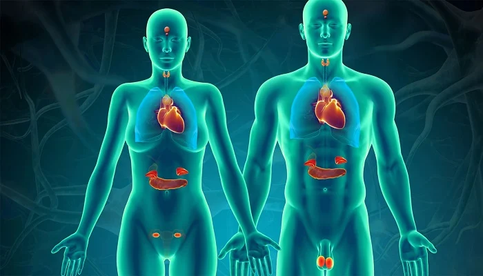 Clase de Equilibrio Glandular con Imanes
